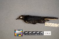 Euphagus carolinus image