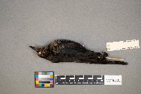 Euphagus carolinus image