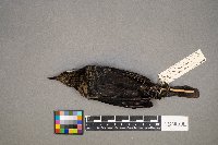 Euphagus carolinus image