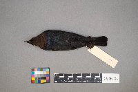 Molothrus ater image