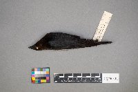 Molothrus ater image