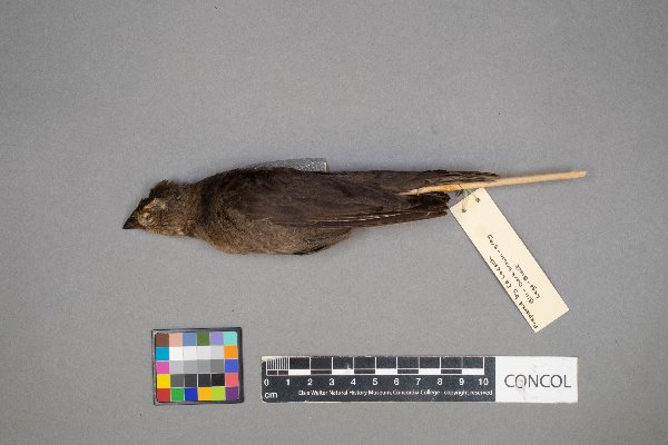 Molothrus ater image