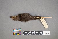 Molothrus ater image