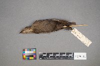 Molothrus ater image