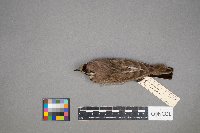 Eremophila alpestris image