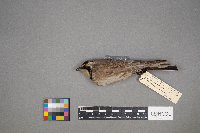 Eremophila alpestris image