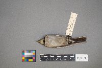 Eremophila alpestris image