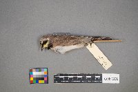 Eremophila alpestris image