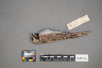 Eremophila alpestris image