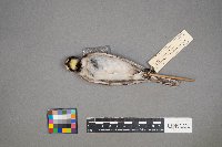 Eremophila alpestris image