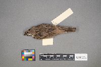 Eremophila alpestris image