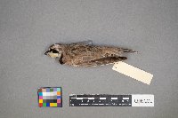 Eremophila alpestris image