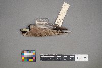 Eremophila alpestris image