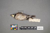 Eremophila alpestris image