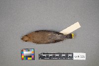 Bombycilla cedrorum image