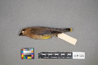 Bombycilla cedrorum image