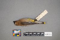 Bombycilla cedrorum image