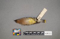 Bombycilla cedrorum image