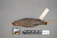 Bombycilla garrulus image