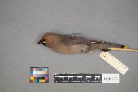 Bombycilla garrulus image