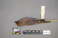 Bombycilla garrulus image