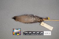 Bombycilla garrulus image