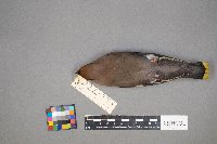 Bombycilla garrulus image