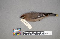 Bombycilla garrulus image