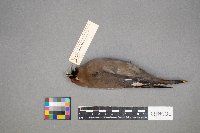 Bombycilla garrulus image