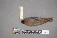 Bombycilla garrulus image