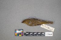 Piranga ludoviciana image