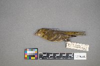 Piranga ludoviciana image