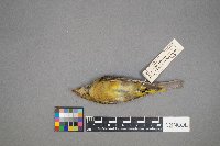 Piranga ludoviciana image