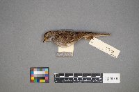 Zonotrichia albicollis image