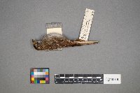 Zonotrichia albicollis image