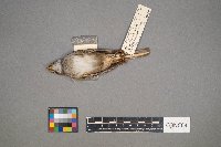 Zonotrichia albicollis image