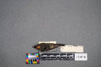 Regulus calendula image