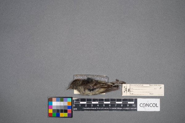 Regulus calendula image