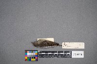 Regulus calendula image