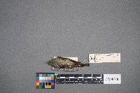 Regulus calendula image