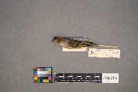 Regulus satrapa image