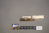 Regulus satrapa image