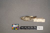 Regulus satrapa image