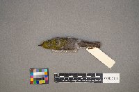 Vireo flavifrons image