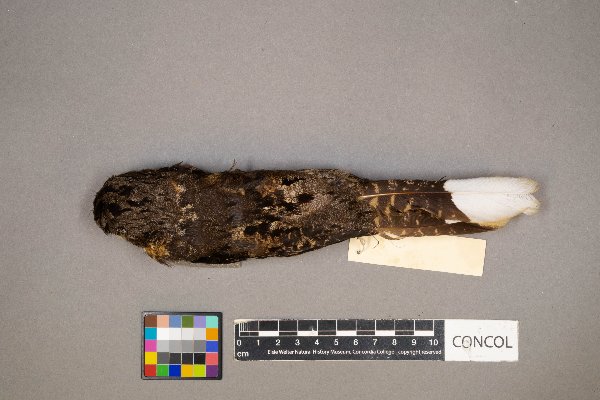 Antrostomus vociferus image