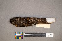 Media resource of Antrostomus vociferus