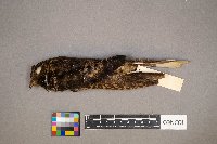 Antrostomus vociferus image