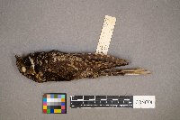 Antrostomus vociferus image