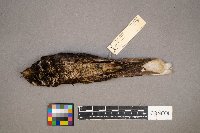 Antrostomus vociferus image