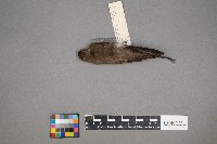 Chaetura pelagica image